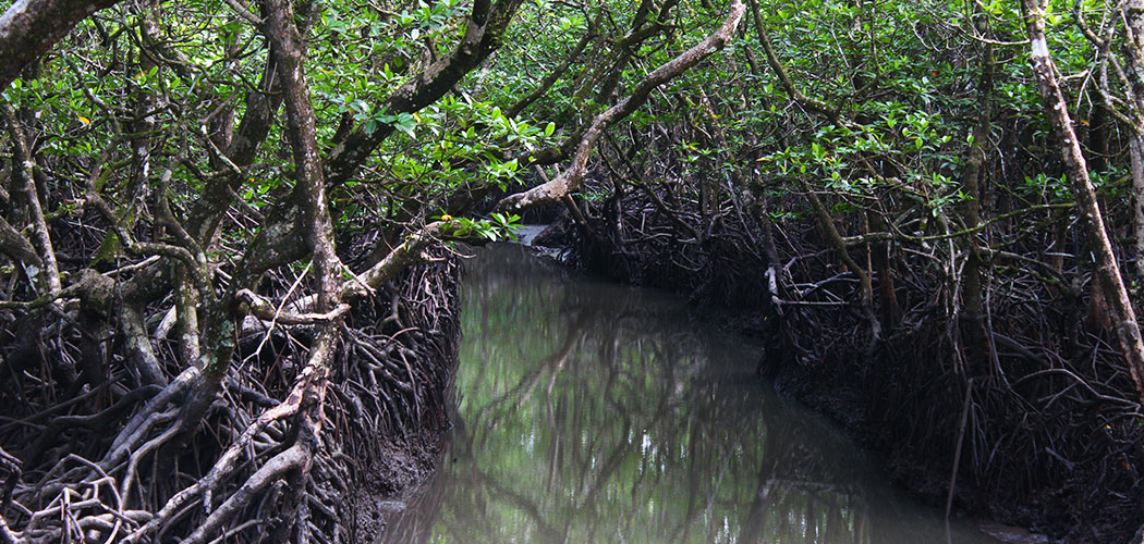 Mangrove Forests