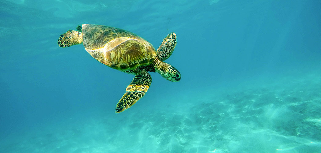 Snorkeling in Jolly Buoy Island