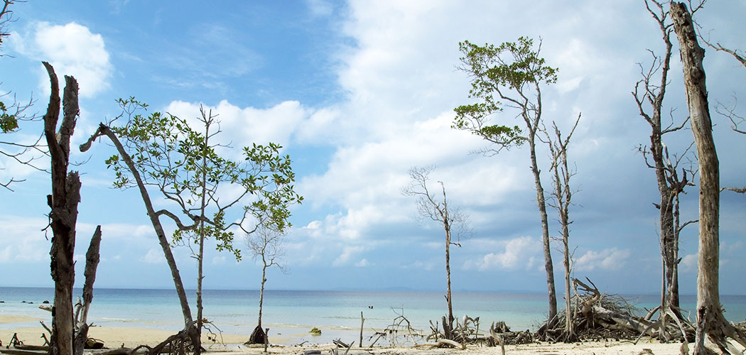Elephant Beach