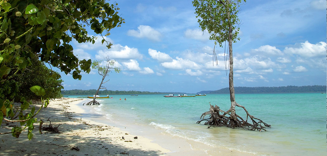 Lush Mangrove Forests