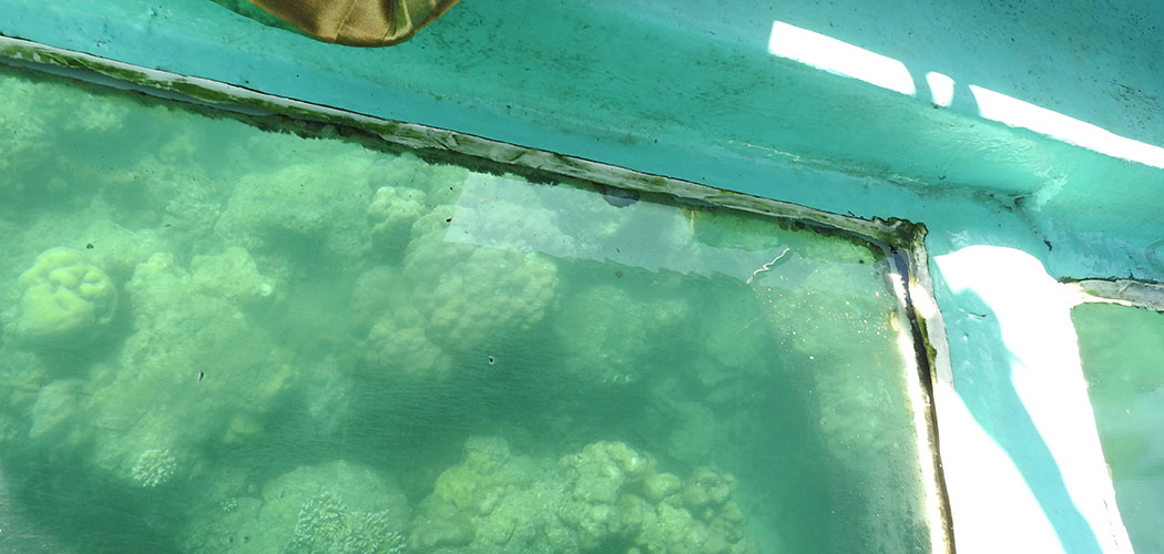 Glass-Bottom Boat Ride